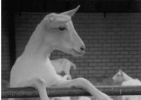 Geit Roosje