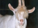 Bok Jules