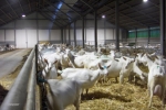 Geiten in de stal