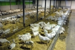 Geitenstal