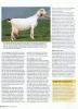 vakblad-geitenhouderij-augustus-2012-p3